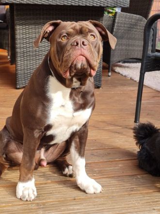 Mein Name ist Schröder...36 Kg ich suche auf diesem Weg