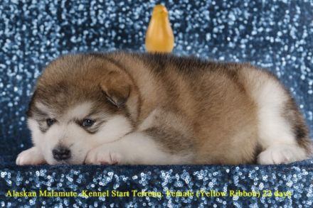 Alaskan Malamute Puppy For Sale in Hrodna, Grodno,