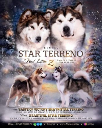 Alaskan Malamute Puppy For Sale in Hrodna, Grodno,