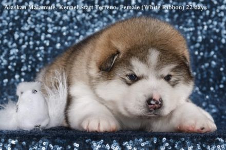 Alaskan Malamute Puppy For Sale in Hrodna, Grodno,