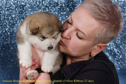 Alaskan Malamute Puppy For Sale in Hrodna, Grodno,