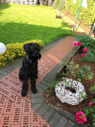 Unsere Riesenschnauzerhündin Orka von Schloss Ehrenberg