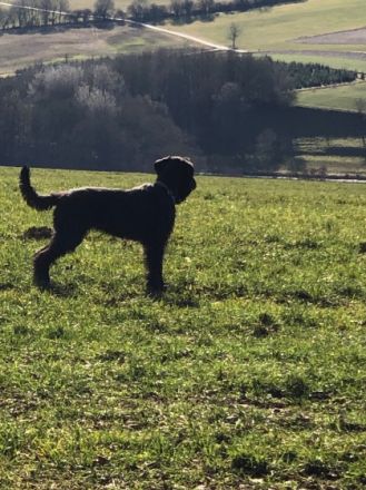 Unsere Riesenschnauzerhündin Orka von Schloss Ehrenberg