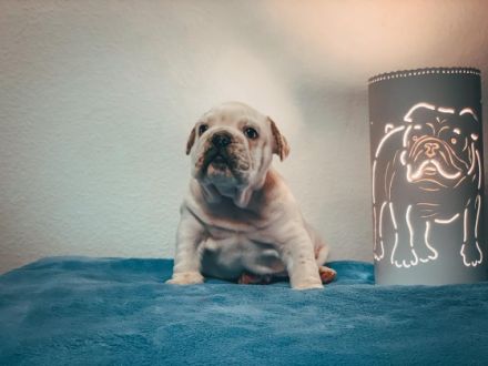 Ich züchte seit 2009 mit viel Liebe die Rasse English