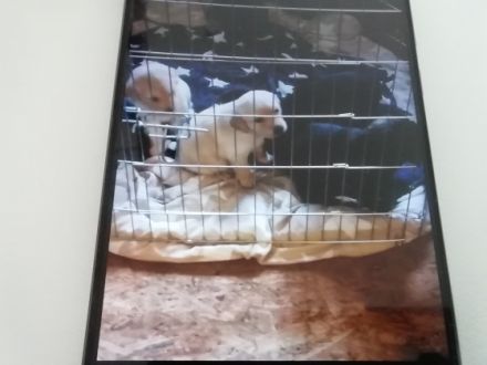 Wir suchen ab März ein schönes zu Hause fűr unsere 5