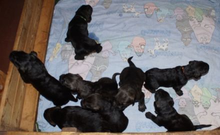 Queeny hat im 2. Wurf 5 Rüden und 3 Hündinnen mit den