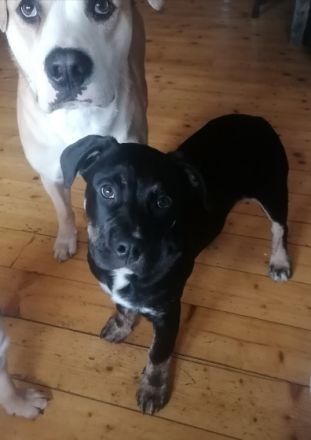 1 zauberhafter Rüde sucht noch ein liebevolles Zuhause.