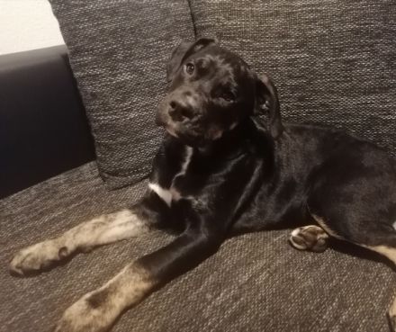 1 zauberhafter Rüde sucht noch ein liebevolles Zuhause.