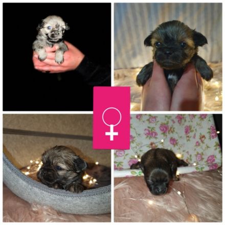 Hallo liebe Hundefreunde, Unsere Hündin Akyra hat am 09