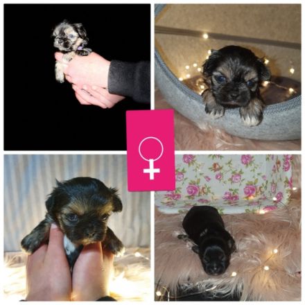 Hallo liebe Hundefreunde, Unsere Hündin Akyra hat am 09