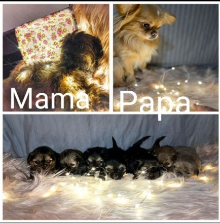 Hallo liebe Hundefreunde, Unsere Hündin Akyra hat am 09