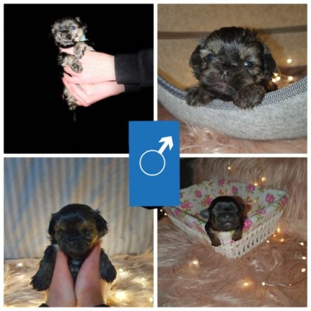 Hallo liebe Hundefreunde, Unsere Hündin Akyra hat am 09