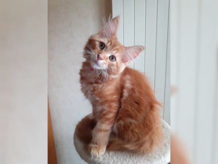 Wir haben noch 2 wunderschöne Maine Coon Babys ( 2