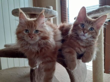 Wir haben noch 2 wunderschöne Maine Coon Babys ( 2