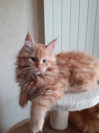 Wir haben noch 2 wunderschöne Maine Coon Babys ( 2