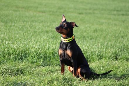 Aiko von der schwarzen Perle Niedersachsen