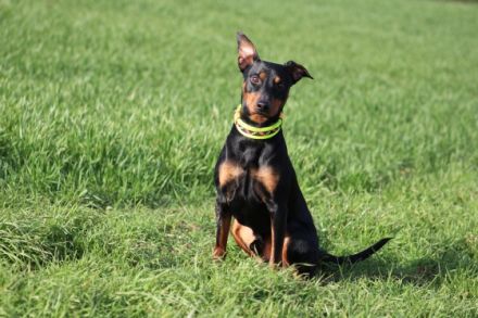 Aiko von der schwarzen Perle Niedersachsen