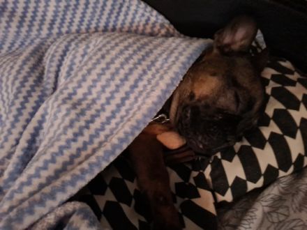 Liebe Hundeliebhaber Unser kleine Santiago (Santi) ist