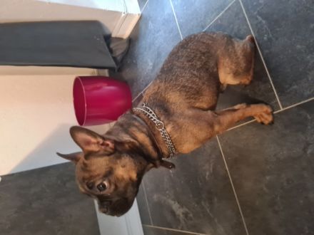 Liebe Hundeliebhaber Unser kleine Santiago (Santi) ist