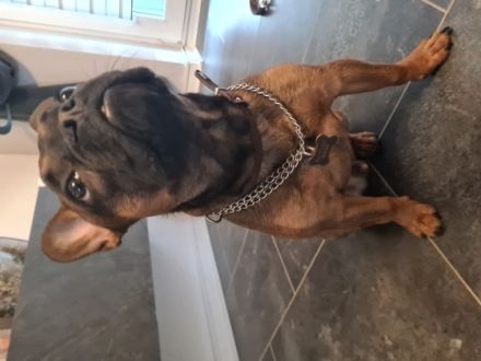 Liebe Hundeliebhaber Unser kleine Santiago (Santi) ist