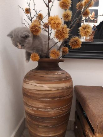 Unser hübsches Mädchen sucht ab dem 19.03.22 (im Alter