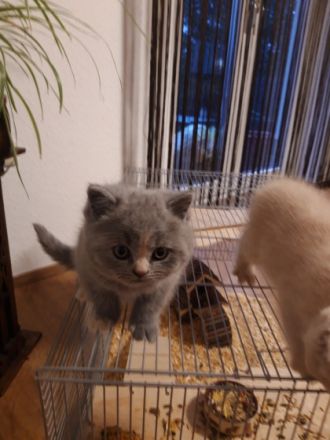 Unser hübsches Mädchen sucht ab dem 19.03.22 (im Alter