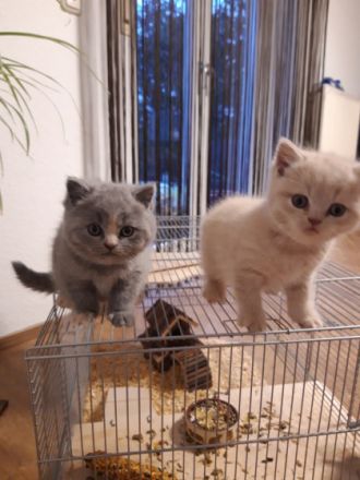 Unser hübsches Mädchen sucht ab dem 19.03.22 (im Alter