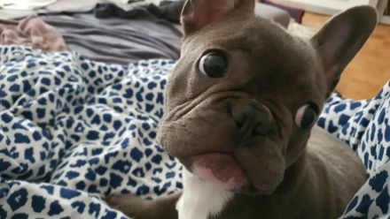 Spike, Hallo leider müssen wir uns von unserem Kleinen