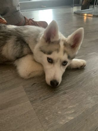 Siberian Husky, Welpen