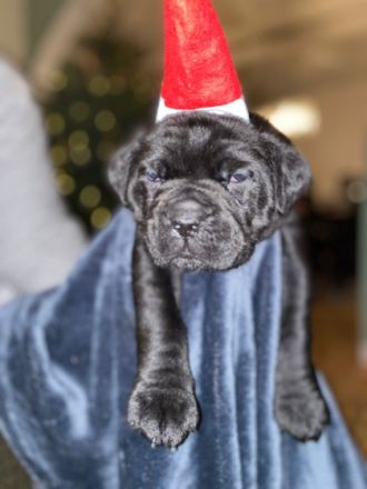 Unsere kleinen Racker leben mit Mama CC, einem