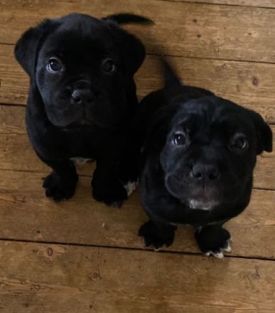 Unsere kleinen Racker leben mit Mama CC, einem