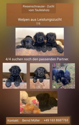 Riesenschnauzer, Welpen