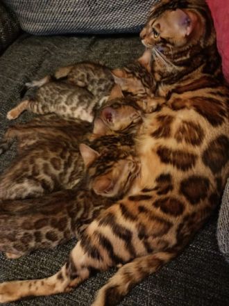 Hallo.. Ich bin Maciej. Ich habe vier kleine