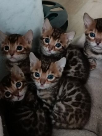 Hallo.. Ich bin Maciej. Ich habe vier kleine