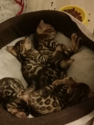 Hallo.. Ich bin Maciej. Ich habe vier kleine