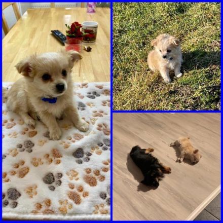 Chihuahua Junge Geimpft und entwurmt gut sozialisiert