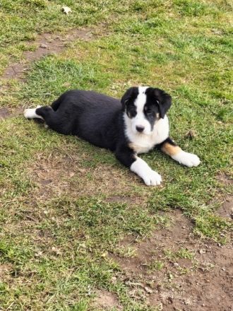 Unsere Berner Sennen Hündin hat am 21.01.2022 6 kleine