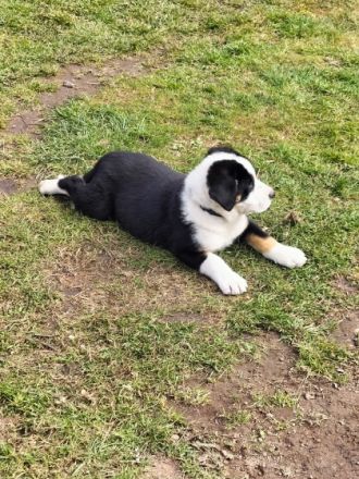 Unsere Berner Sennen Hündin hat am 21.01.2022 6 kleine