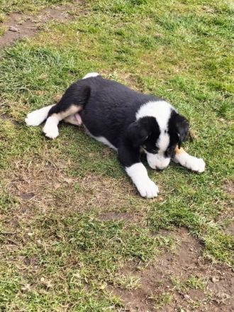 Unsere Berner Sennen Hündin hat am 21.01.2022 6 kleine