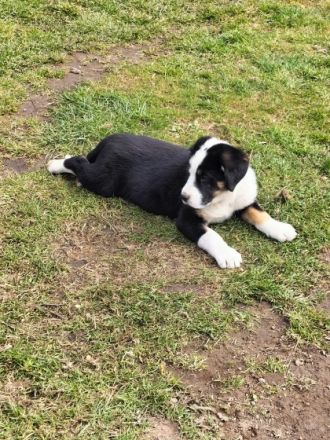 Unsere Berner Sennen Hündin hat am 21.01.2022 6 kleine