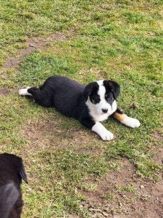 Unsere Berner Sennen Hündin hat am 21.01.2022 6 kleine