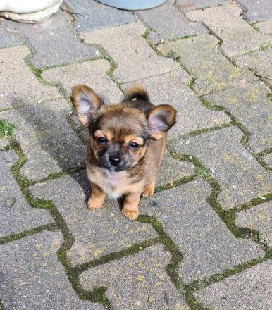 Am 02.01.2022 sind meine 4 Chihuahua Welpen geboren. 3