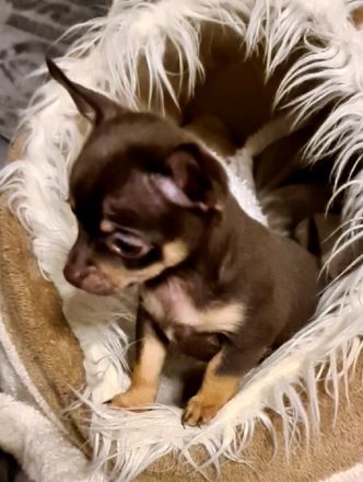 Am 02.01.2022 sind meine 4 Chihuahua Welpen geboren. 3