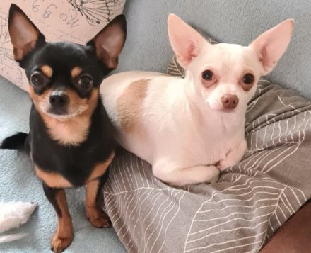 Am 02.01.2022 sind meine 4 Chihuahua Welpen geboren. 3