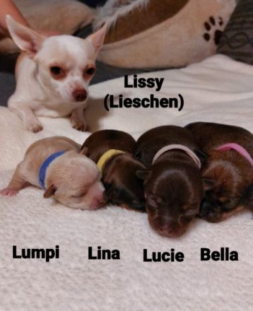 Am 02.01.2022 sind meine 4 Chihuahua Welpen geboren. 3