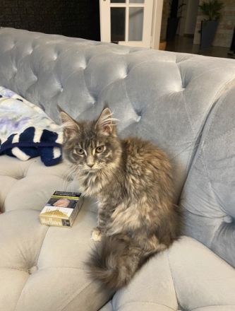 Diva, Hallo zusammen, leider muss ich mich schweren