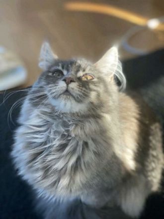 Diva, Hallo zusammen, leider muss ich mich schweren