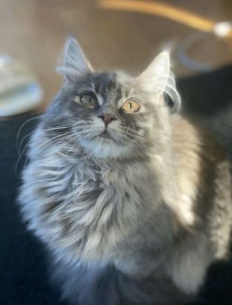 Diva, Hallo zusammen, leider muss ich mich schweren