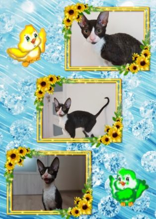 Liebevolle und verspielte Kätzchen suchen ein neues