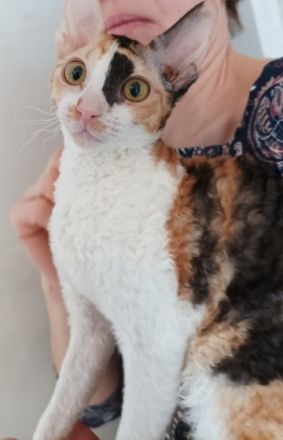 Liebevolle und verspielte Kätzchen suchen ein neues